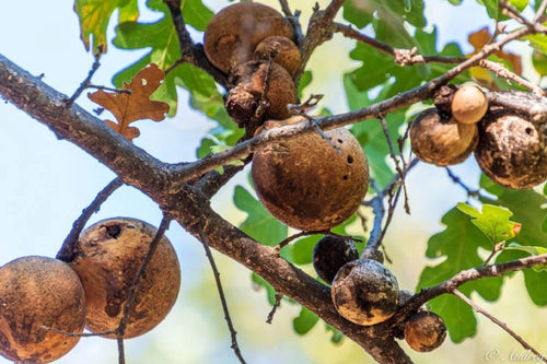 Rahasia Manjakani: Herbal Alami untuk Kesehatan dan Kekencangan Area Kewanitaan