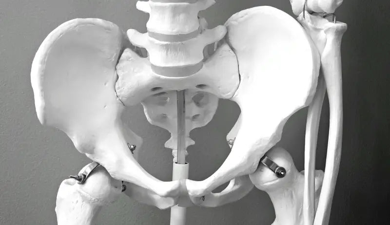 Pelvic Floor dan Kesehatan Seksual: Otot Kecil dengan Dampak Besar