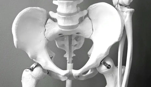 Pelvic Floor dan Kesehatan Seksual: Otot Kecil dengan Dampak Besar